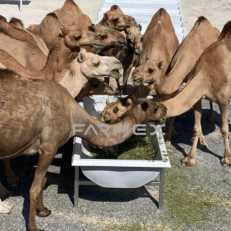 Feeder Trough for Camel Farmex FT750 Feeder Trough for Camel Farmex FT750