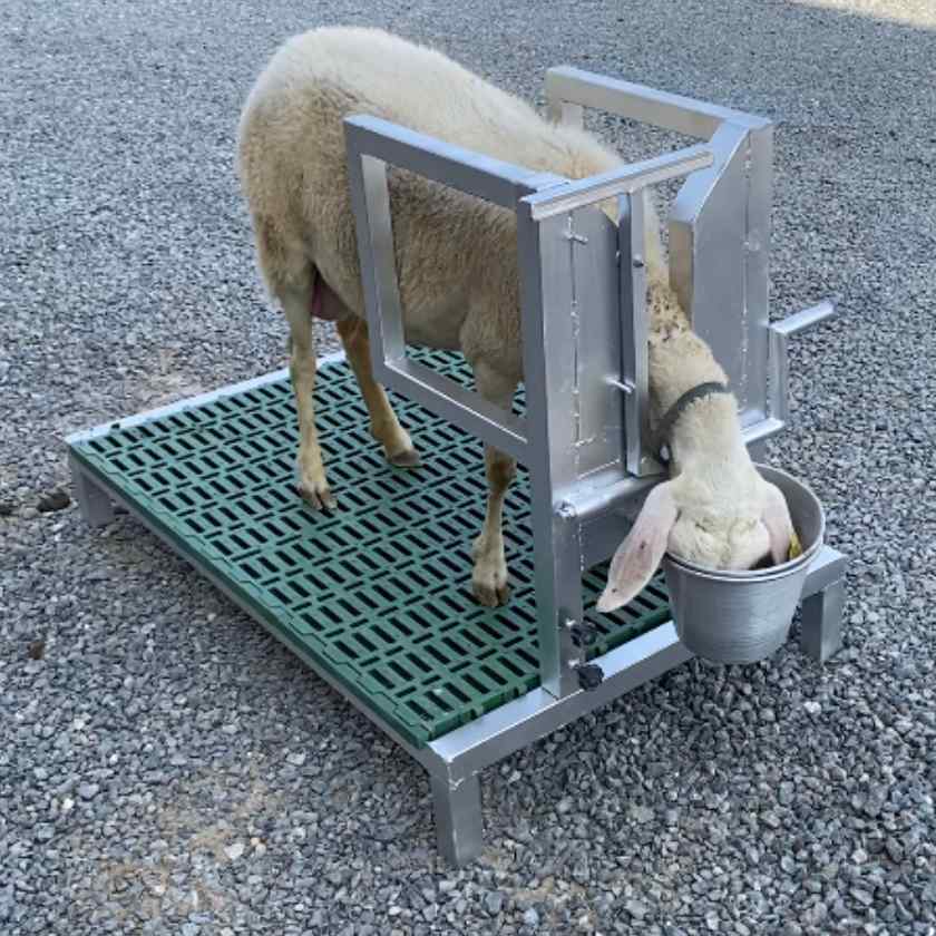 Headlock for Goat Sheep 1U with Base Farmex Headlock for Goat Sheep 1U with Base Farmex
