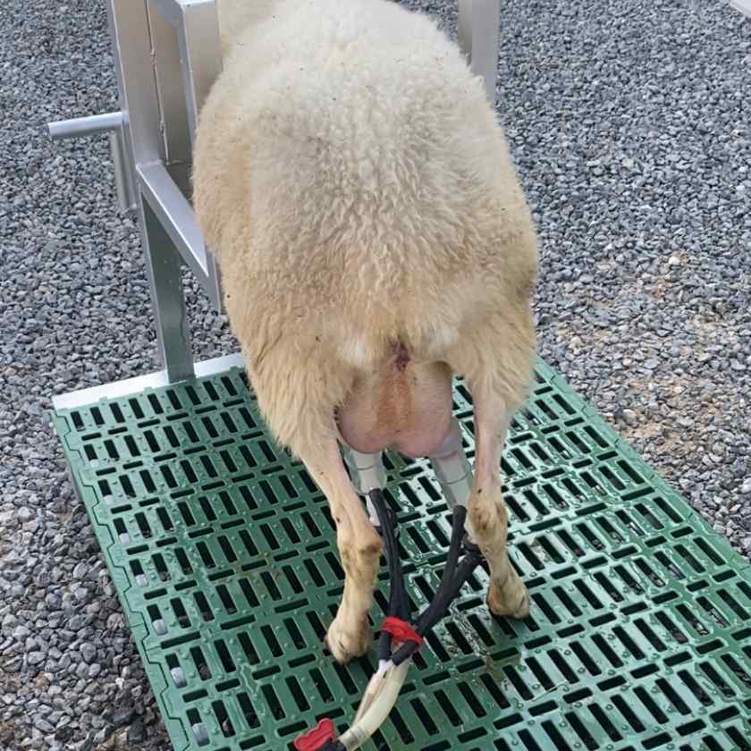 Headlock for Goat Sheep 1U with Base Farmex Headlock for Goat Sheep 1U with Base Farmex