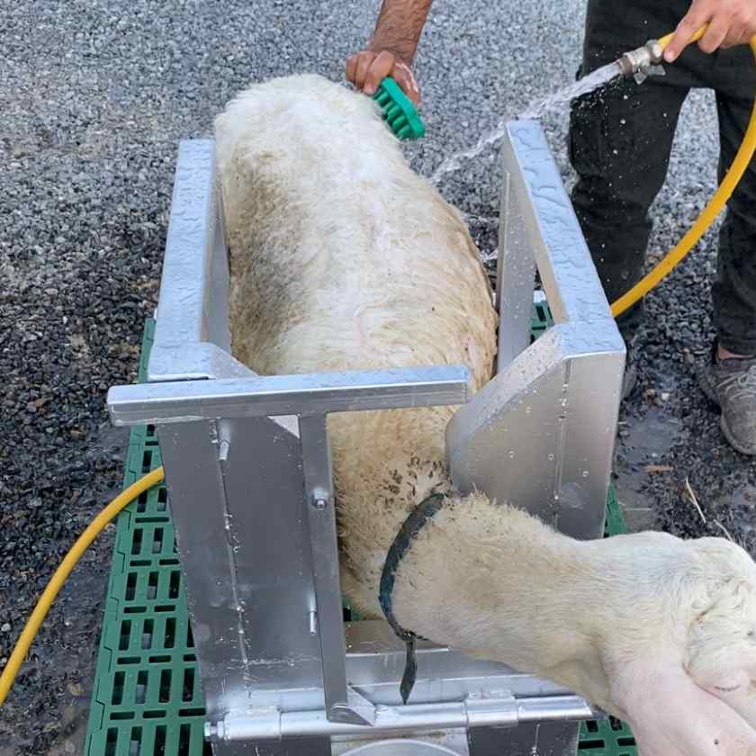 Headlock for Goat Sheep 1U with Base Farmex Headlock for Goat Sheep 1U with Base Farmex