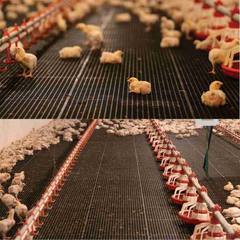 Plastic Flooring for chicken farm Plastic Flooring for chicken farm