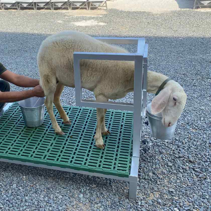 Headlock for Goat Sheep 1U with Base Farmex Headlock for Goat Sheep 1U with Base Farmex