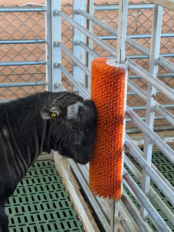 Scratch brush for sheep Scratch brush for sheep