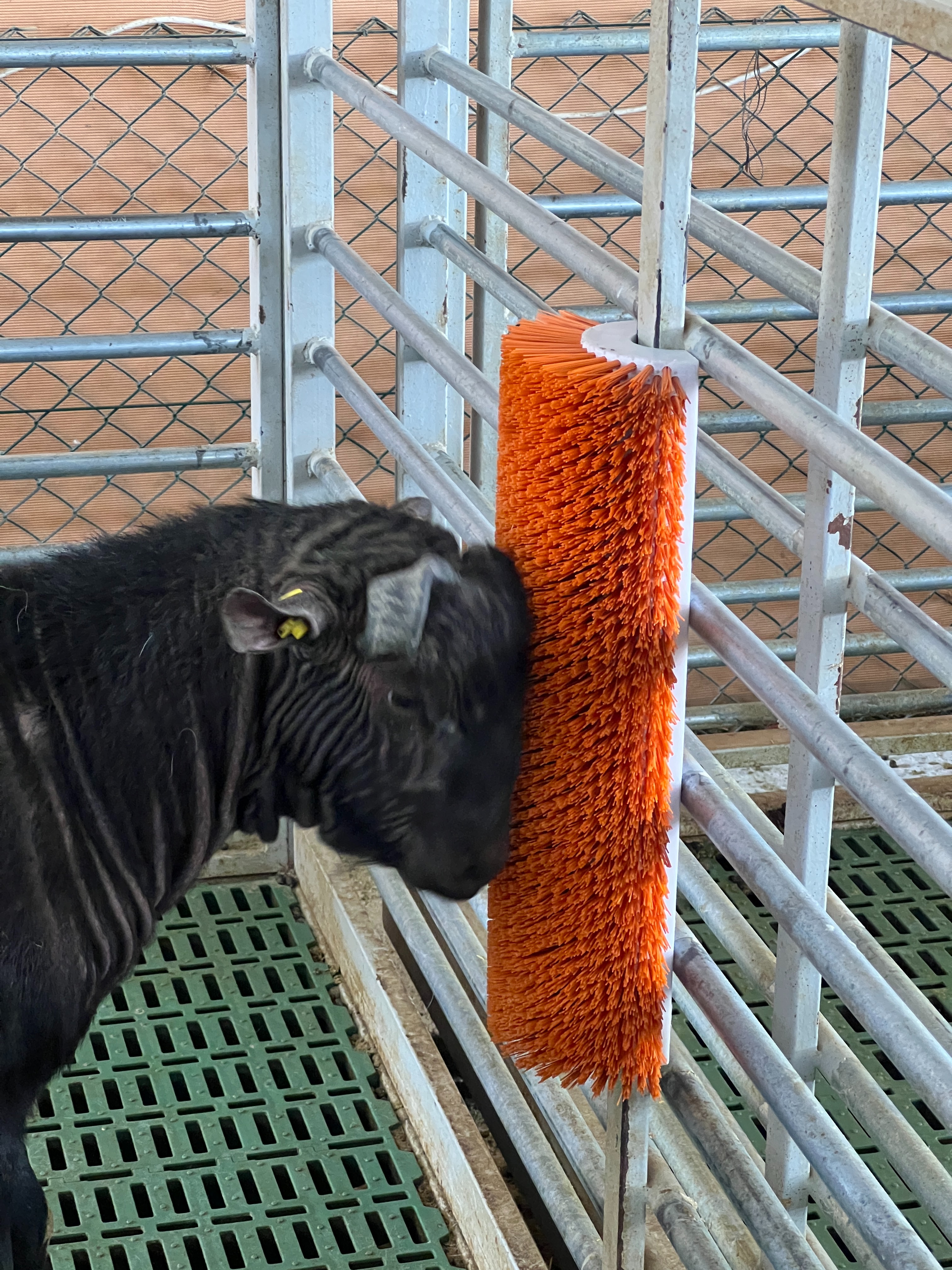 Scratch brush for sheep Scratch brush for sheep