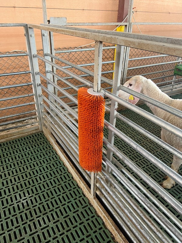Scratch brush for sheep Scratch brush for sheep