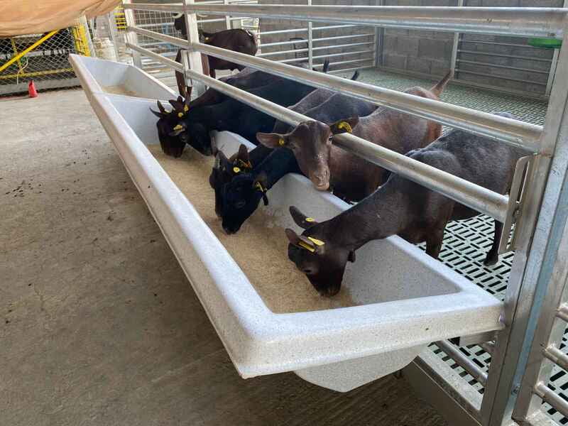 Feeder Trough 150 Liter Farmex FT150s Feeder Trough 150 Liter Farmex FT150s
