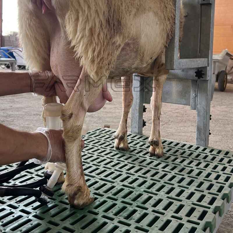 Headlock for Goat Sheep 1U with Base-Painted Metal Steel Headlock for Goat Sheep 1U with Base-Painted Metal Steel