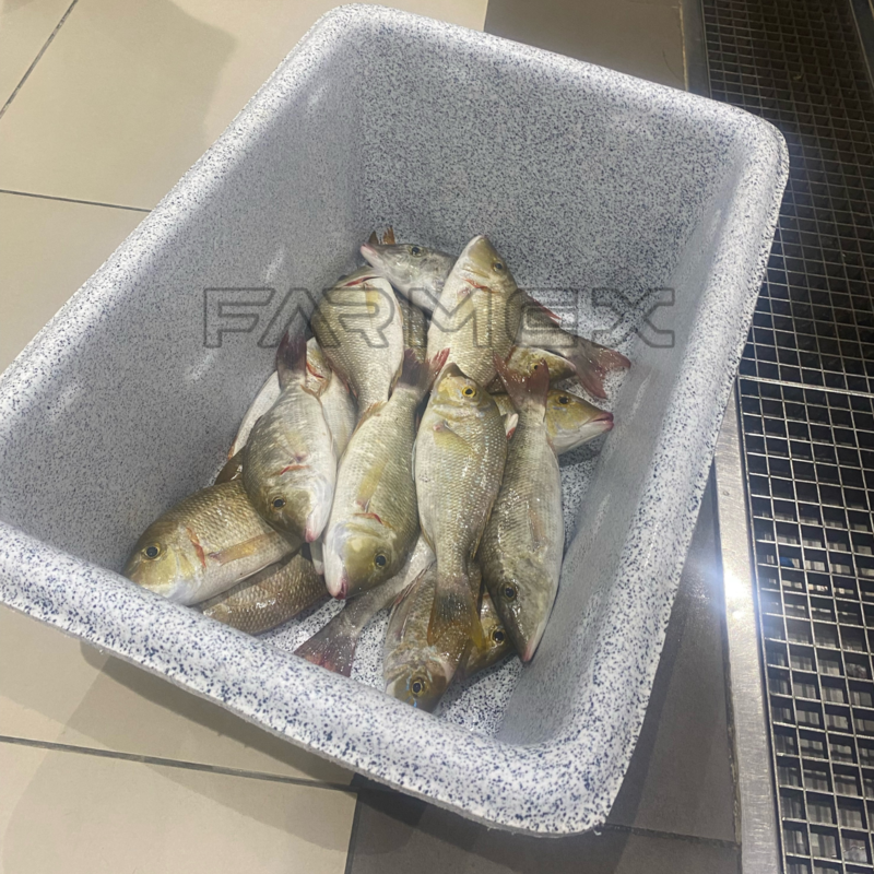 Fish Holding Tank 50 Liters Fish Holding Tank 50 Liters